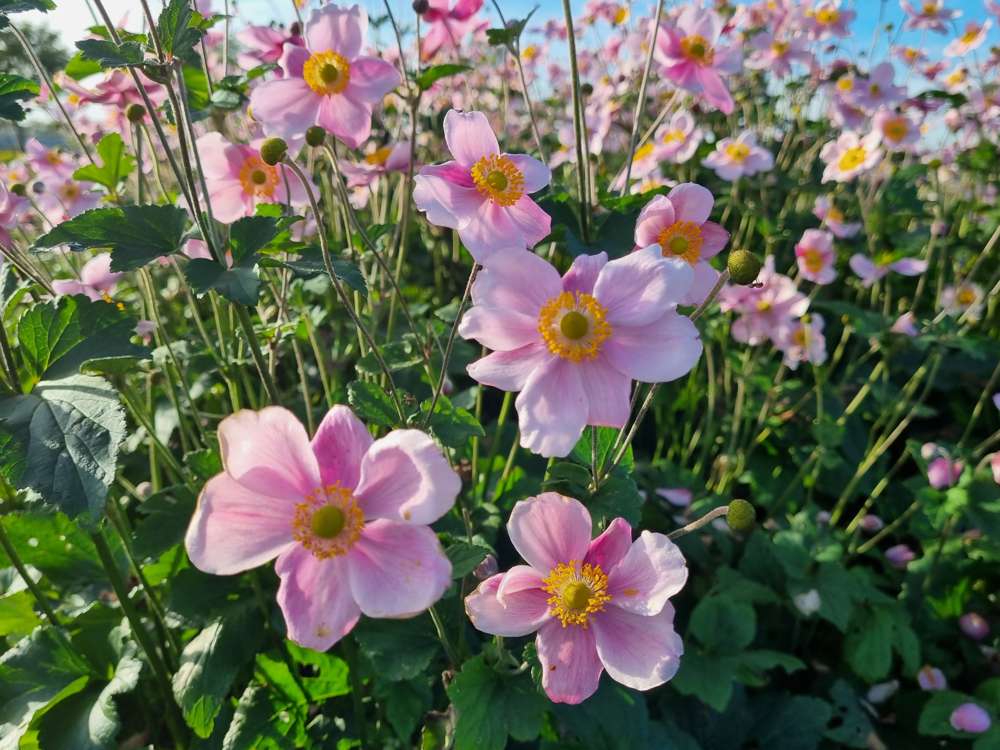 Høstanemone 'Königin Charlotte'